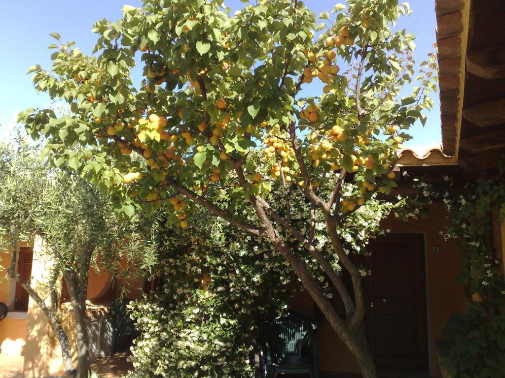 בודוני Residence La Pineta חדר תמונה